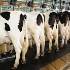 Farm Rooz Dairy Sales